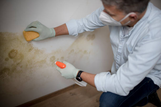Best White Mold Remediation in Springboro, OH