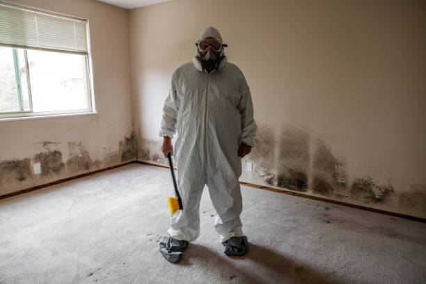Best Insurance-Related Mold Remediation in Springboro, OH