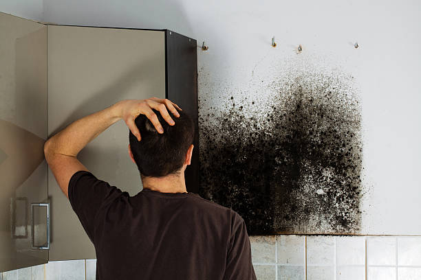 Best Emergency Mold Remediation in Springboro, OH
